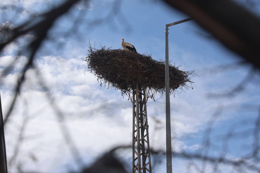 Karataylı leylekler yuvalarına döndü 8